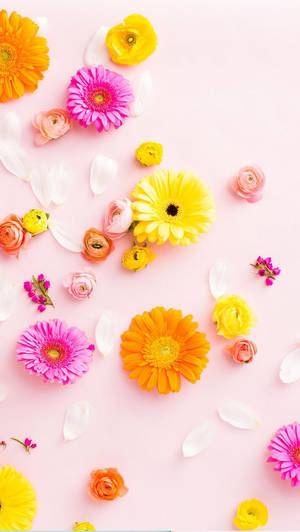 Kontrasterende farverig blomster iPhone — Blomstret iPhone Wallpapers