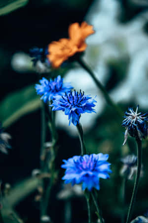 Kornblomster blå blomster telefon — Huawei MatePad 11.5 (2025) Wallpapers