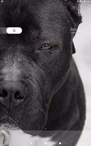 Sort Pitbull — Tecno Megapad 11 Wallpapers