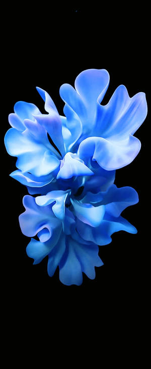 Krystalblå blomst til Samsung S20 FE — Motorola Razr Wallpapers