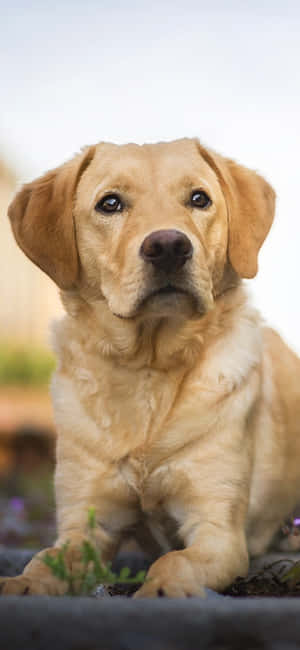Labrador baggrund — Xperia 10 Wallpapers