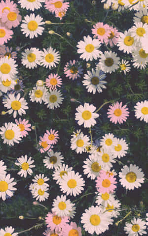 Lad naturen blomstre ind i dit liv med en Flower Iphone. — Moto Pad (2026) Wallpapers