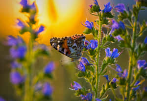 Butterfly Aesthetic billeder — Sommerfugl æstetik Wallpapers