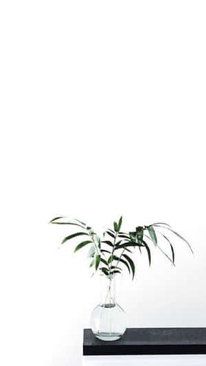 Aesthetic White billeder — Hvid æstetik Wallpapers