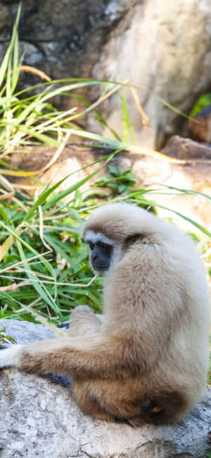Iphone Xs Max Gibbon Baggrund — Oppo F31 Wallpapers