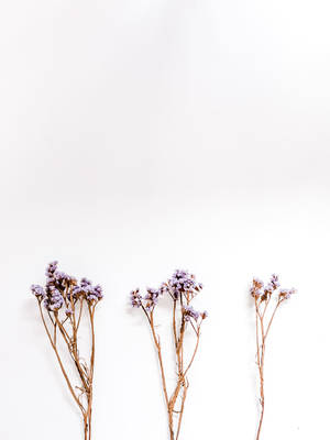 Lavendel æstetisk håndfuld blomsterknopper