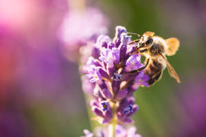 Lavendel æstetiske knopper af blomster og bi