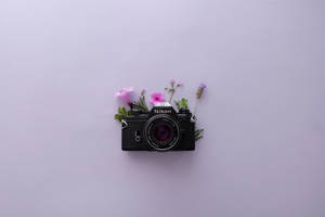 Lavendel æstetik og Nikon kamera