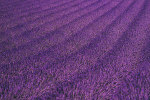 Lavendel æstetisk pænt blomsterfelt