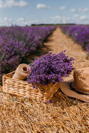 Lavendel æstetiske blomsterknopper og sejlgarn