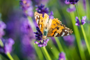 Lavendel æstetisk sommerfugl på blomsterknopp