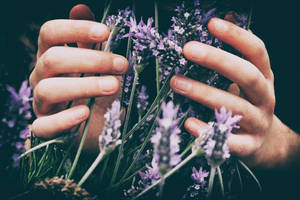 Lavendel æstetiske hænder der rører ved blomster