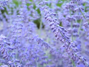 Lavendel æstetiske blomsterknopper i blomst