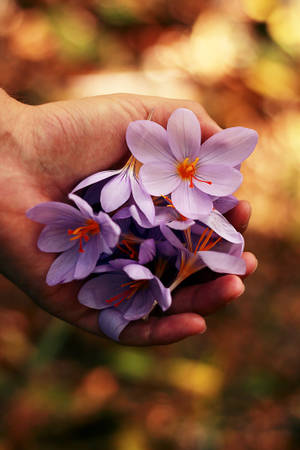 Lavendel forårsblomster tapet