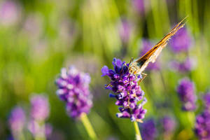 Lavendel med æstetisk sommerfugl — Æstetisk sommerfugl Wallpapers