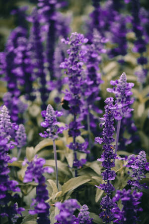 Lavendelæstetik med livlige blomster tæt på