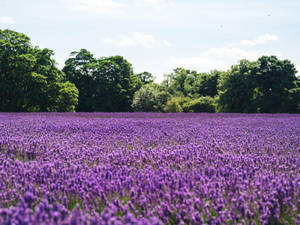 Lavendelæstetisk hav af blomster og træer
