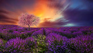 Lavendelæstetisk mark, kirsebærblomst og solnedgang