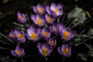 Lavendelæstetiske krokusblomster