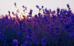 Blomster Baggrund — Mørk blomstret Wallpapers