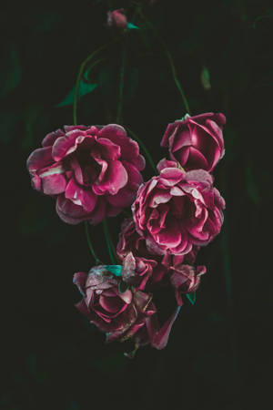 Lavendelroser i vinranke — Rose Blomst Wallpapers