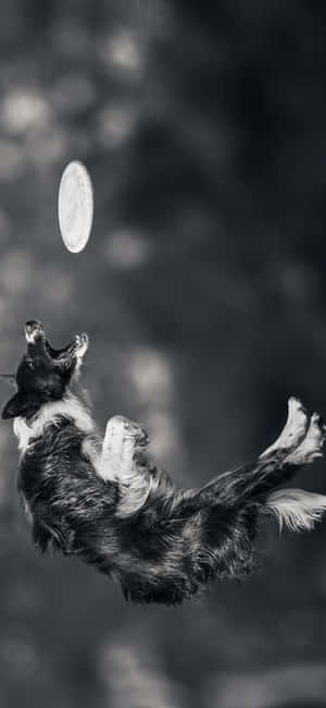Iphone Xs Frisbee Baggrund — Samsung S23 Ultra Wallpapers