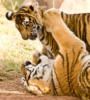 Legende kæmpende tigre iPhone — Oppo Find N6 Wallpapers