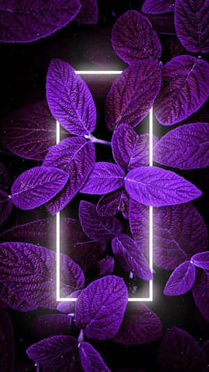 Lilla æstetiske billeder — Neon Wallpapers