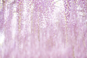 Lilla æstetiske blomster — Æstetisk blomst Wallpapers
