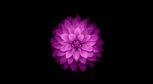 Lilla Blomst Macbook Air — MacBook Air Wallpapers