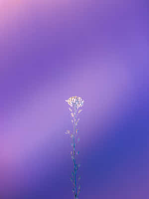 Lilla billeder — iPad Pro M4 Wallpapers