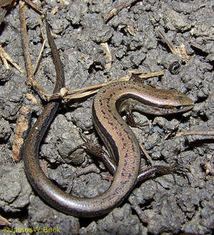 Lille brun jordskink Alabama — Honor Magic V Wallpapers