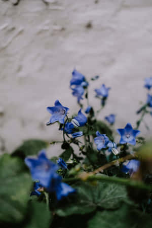 Lille klokke blå blomster telefon — Huawei MatePad 11.5 (2025) Wallpapers