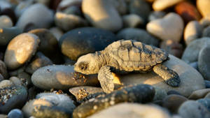 Lille Sej Skildpadde På Klippekyst tapet — Cool skildpadde Wallpapers