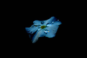 AMOLED-baggrundsbillede af en blå blomst med dråber på sort baggrund.