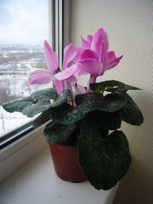 Cyclamen stueplante baggrund — 3:4 Wallpapers