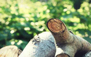 Skovstamme om sommeren tapet. — Sommer Wallpapers