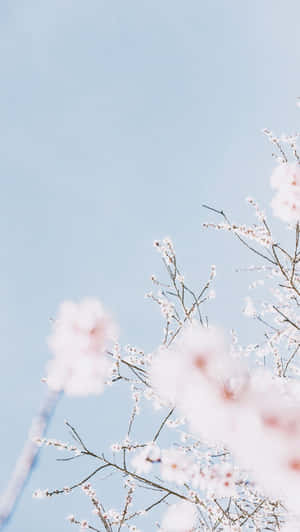 Æstetiske iPhone-billeder — Æstetisk iPhone Wallpapers