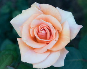 Lys gul roseblomst — Rose Blomst Wallpapers