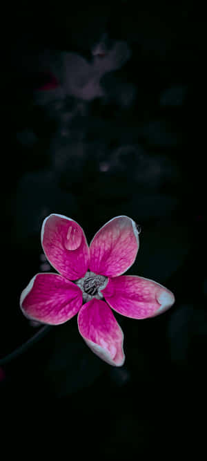 Sort Og Lyserød Blomst — ZTE Axon 60 Lite Wallpapers
