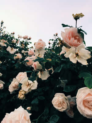 Lys pink æstetiske billeder — Lys pink æstetik Wallpapers