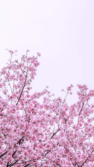 lys pinke kirsebærblomster på et træ — Blomst Wallpapers