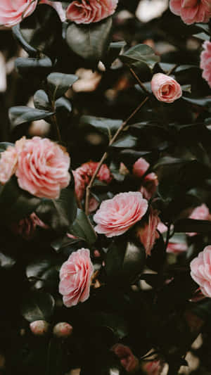 Æstetiske lyserøde billeder — Æstetisk pink Wallpapers