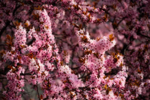 Lyserød kirsebærblomst forår baggrund
