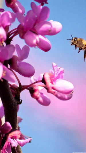 Lyserød orkidéblomst iPhone — Blomstret iPhone Wallpapers