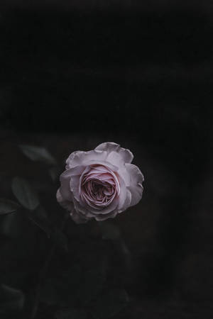 roseblomst — Rose Blomst Wallpapers