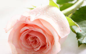 Baggrunde til > Naturlige roseblomstbaggrunde — Rose Blomst Wallpapers