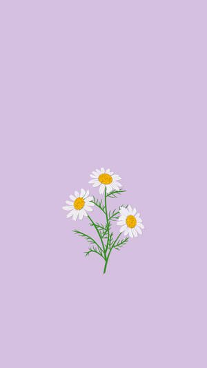 Lyslilla æstetiske kamilleblomster — Æstetisk blomst Wallpapers