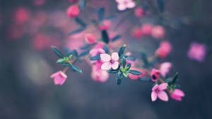 Macbook Air Små Blomster — MacBook Air Wallpapers