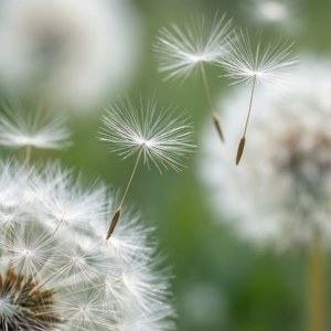 Sarte hvide mælkebøttefrø svæver i en drømmende, æterisk brise. — Hvid æstetik Wallpapers